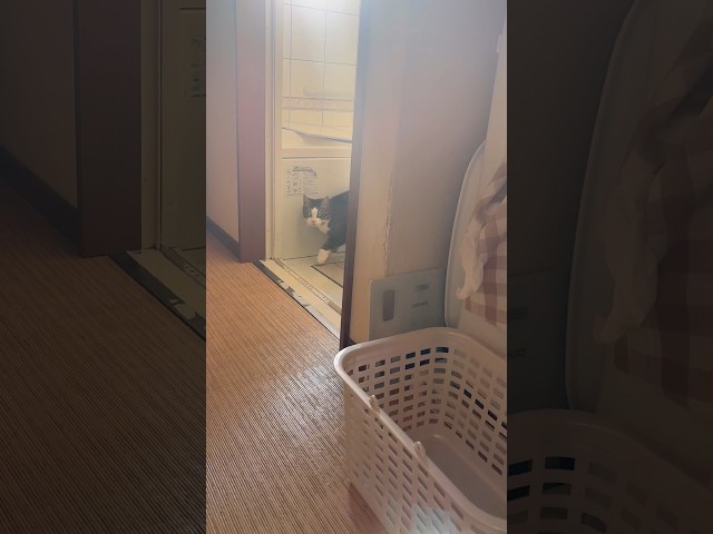 これ、かわいいやつやん