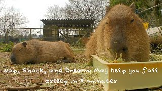 Nap, Snack, and Dream: May help you fall asleep in 7 minutes screenshot 2