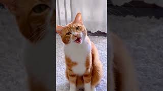Special Cats & Their Extra Meows! π€π±π #FelineDivas#CatTalks #SassyCats #Shorts