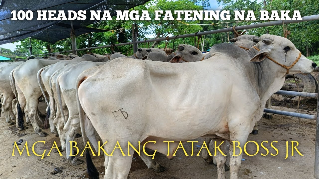 Pagbisita sa kilalang Livestock Dealer ng Bakang Norte Boss JR Comia