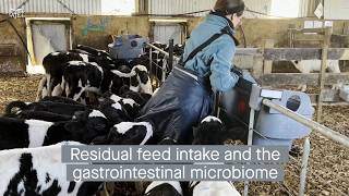 Residual feed intake is associated with a differential gut microbiome