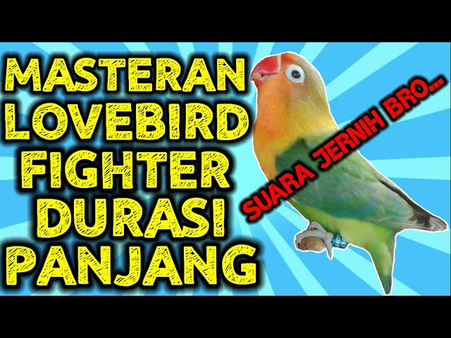 MASTERAN LOVEBIRD FIGHTER DURASI PANJANG | class=