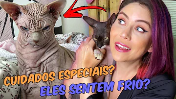 Qual valor Sphynx?