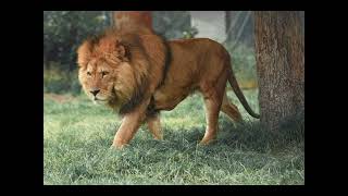 awesome lions and animals
