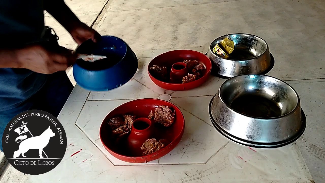 Cachorros Pastor Alemán Coto de Lobos, Dieta ACBA de tres carnes