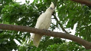 A White Bird.