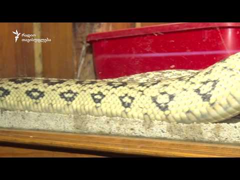 მომრავლდნენ თუ არა ქვეწარმავლები თბილისში?