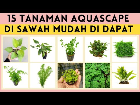 Video: Idea Hutan Terapung – Ketahui Tentang Landskap Dengan Pokok Dalam Air