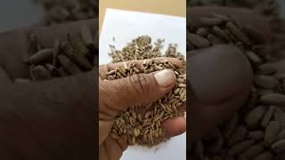 Milk Thistle Seeds l Contact 7976991034