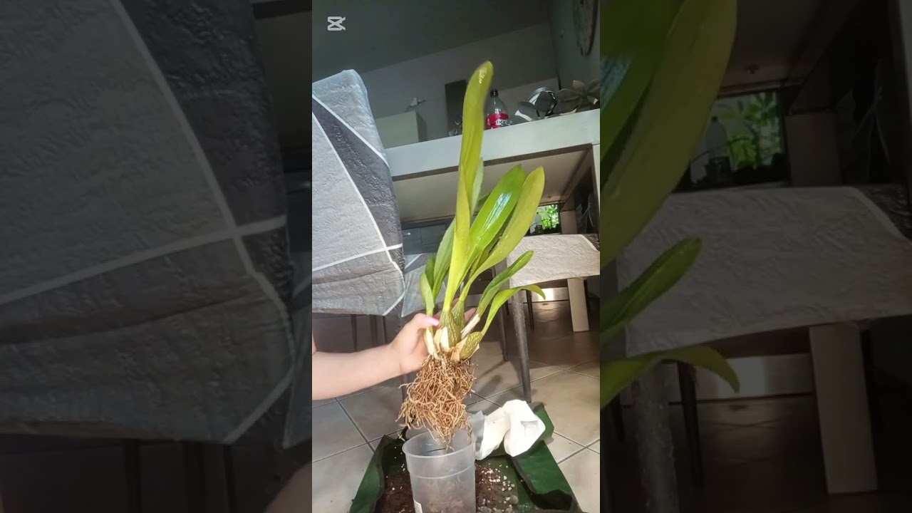 Rinvaso orchidea Cambria. Utilizziamo un substrato diverso.