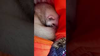 Сплюшка Устала.