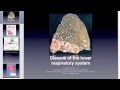 Diseases of the lower respiratory tract part 1