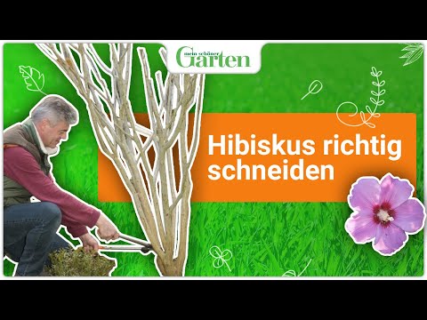 Video: Hibiskus Beschneiden: Wann Sollte Man Eine Chinesische Rose Beschneiden? Richtige Bildung Eines Indoor-Blumenbuschs Zu Hause