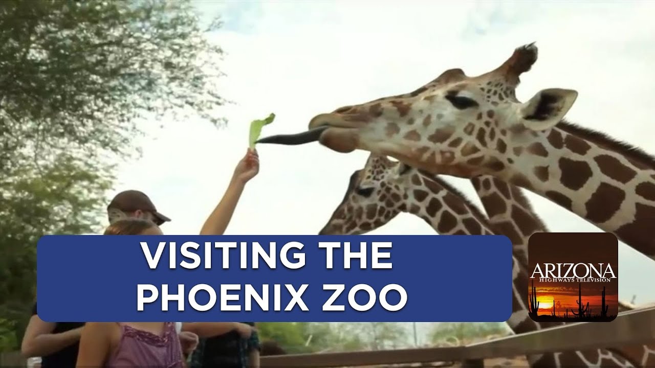 Interact with animals at the Phoenix Zoo