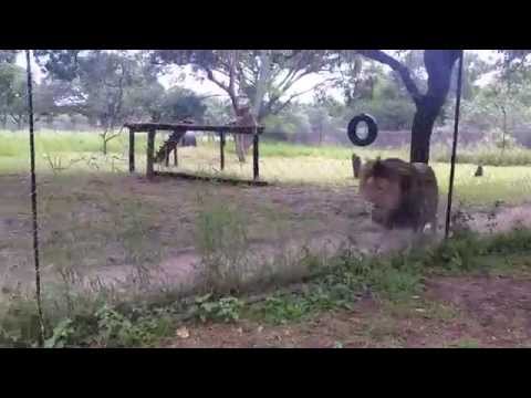 Смотреть «Restless Lion» на YouTube Смотреть «Restless Lion» на YouTube