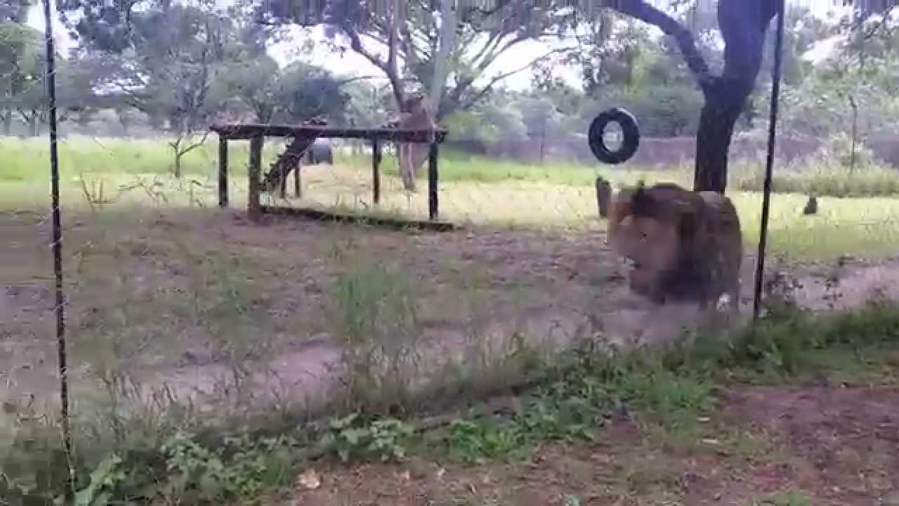 Mira Restless Lion en YouTube Mira Restless Lion en YouTube