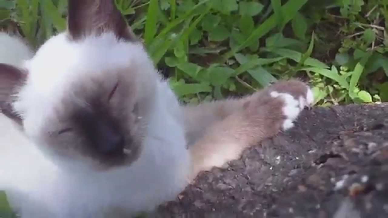 bassrush Siamese snowshoe Kitty! Scratching/Playing