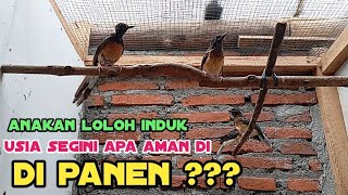 usia aman panen anakan murai loloh induk