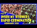 Muddybootz allotment 177  inside my wormery  brassica rapid germination