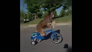 Arabanın Kusuruna Bakmayın Kızlar Resimi