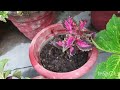 Resetting of Coleus for summer☘🌿 #lowmaintenanceplant