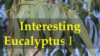 Interesting Eucalyptus Facts