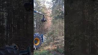 Baum Fällen mit HSM 805 HD und Husqvarna 562 XP 🤩😎💯
