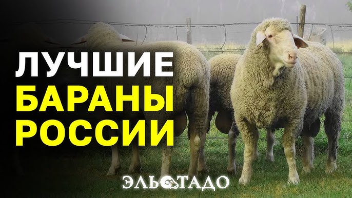 Бараны Мериноланд: Разведение, бизнес и покупка овец в России