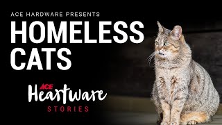 Homeless Cats - Ace Heartware Stories