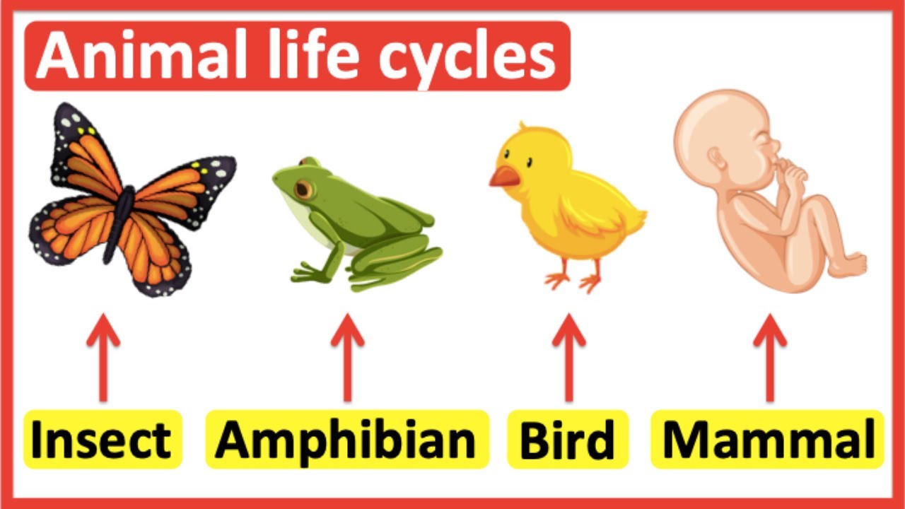 Animal life cycles | Insects, Amphibians, Birds & Mammals - YouTube