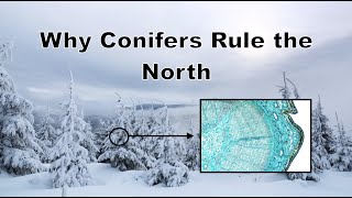 Why Do Conifers Rule the North?