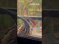 #woodpeaker trying to break #glass #window || #birds || #pets || #funnyshorts || #funny