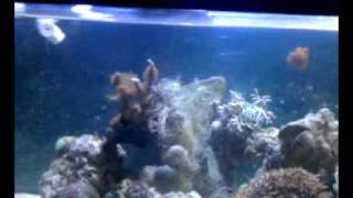 huma picasso trigger fish enjoying life.