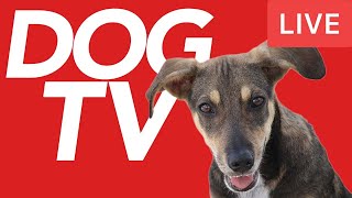 DOG TV 24/7 - Endless Entertainment for Dogs to Watch - Relaxing Music