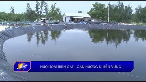 Nuôi tôm trên cát – cần hướng đi bền vững
