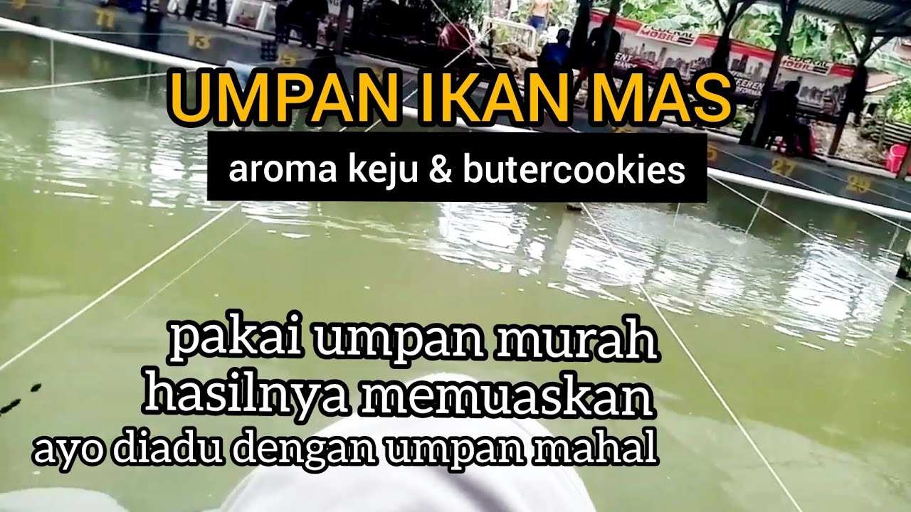 UMPAN IKAN MAS MURAH MERIAH || aroma butercookies dan keju, umpan jitu