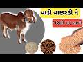 પાડી વાછરડી ને ગરમી મા કેવી રીતે લાવશો?|heifer ko kaise taiyar kare