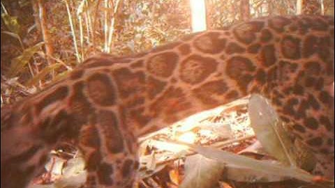 Unique footage of clouded leopard