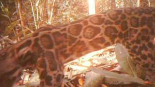 Unique footage of clouded leopard