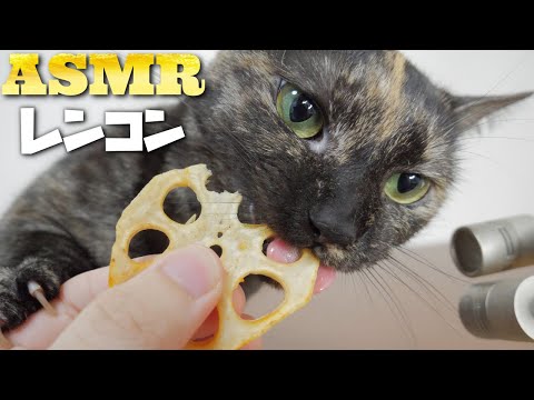 【ASMR】レンコンをムシャムシャ食べる猫の咀嚼音??Cat Eating Lotus Root