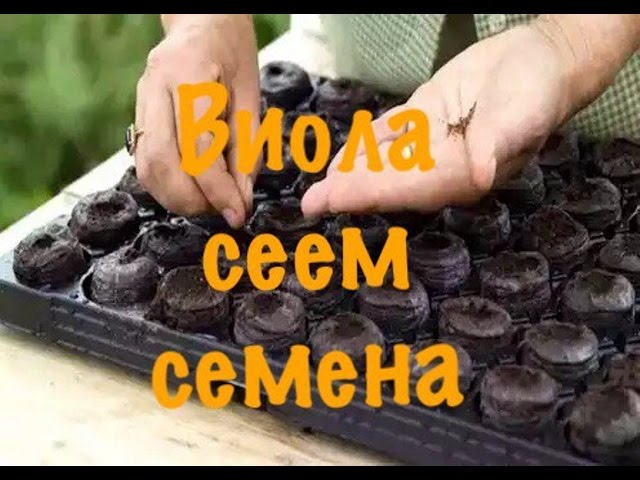 Виола (анютины глазки). Посев семян на рассаду. Результаты всходов на 10-й день.