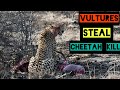 Vultures chase Cheetah off Kill