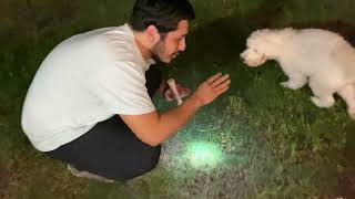 David finding Puppy Teeth | Unseen Footage #davidndede by My Favorite Groomer 947 views 4 months ago 29 seconds
