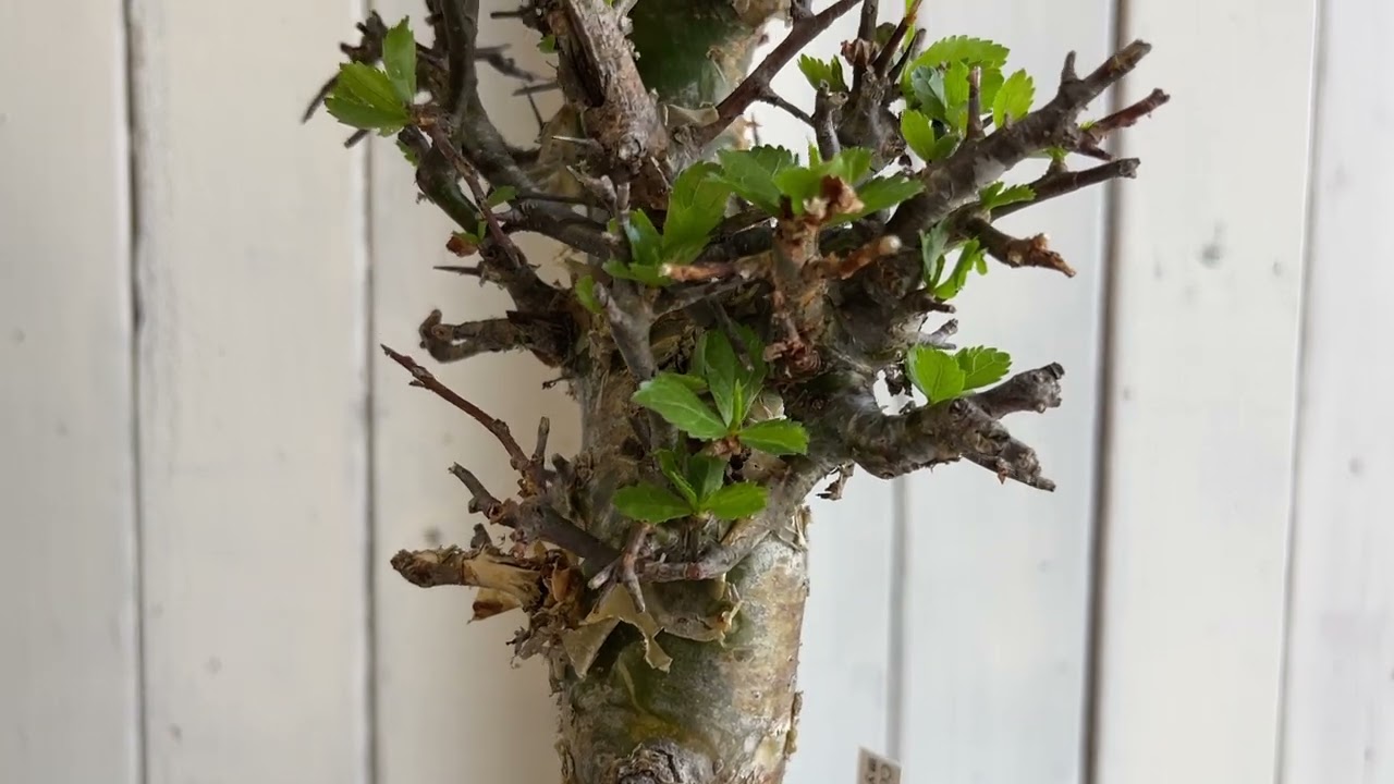 コミフォラ ミルラ | hanayoshi-botanical