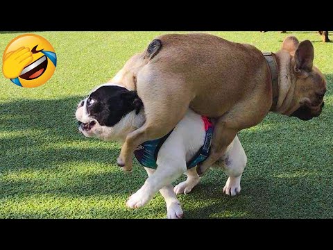 Cute Dogs And Cats That Will Make You Laugh 😂 – Funny Animal Compilation #2