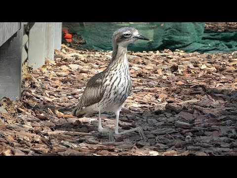 Ipswich Nature Centre Bush Stone Curlew Ipswich First