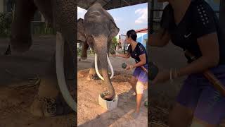 น่ารักจริงๆเลย พี่มหาเฮง Really Cute, P' Maha Heng. #มาแรง #ช้างแสนรู้