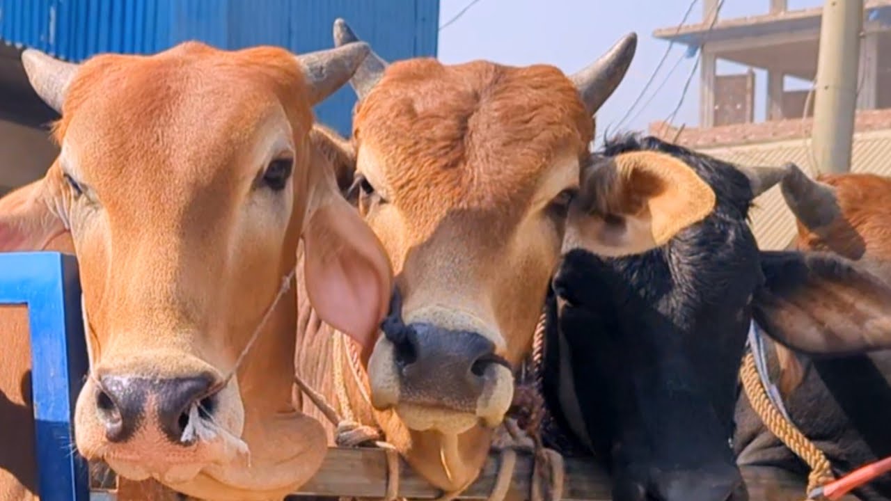 cow video, goru video, cow unloading, cow videos, animal, big cow,  hamba cow, Ep-05