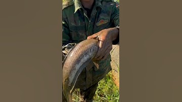 Siêu phẩm cá lóc đồng nướng chui #detukhuongdua #vlog #shots #reels #phanhaivlog