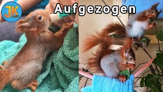 Eichhörnchen-Babys gerettet, großgezogen und ausgewildert I JK lives